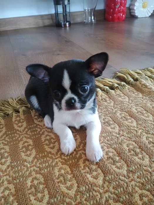 Chihuahua chłopczyk xxs