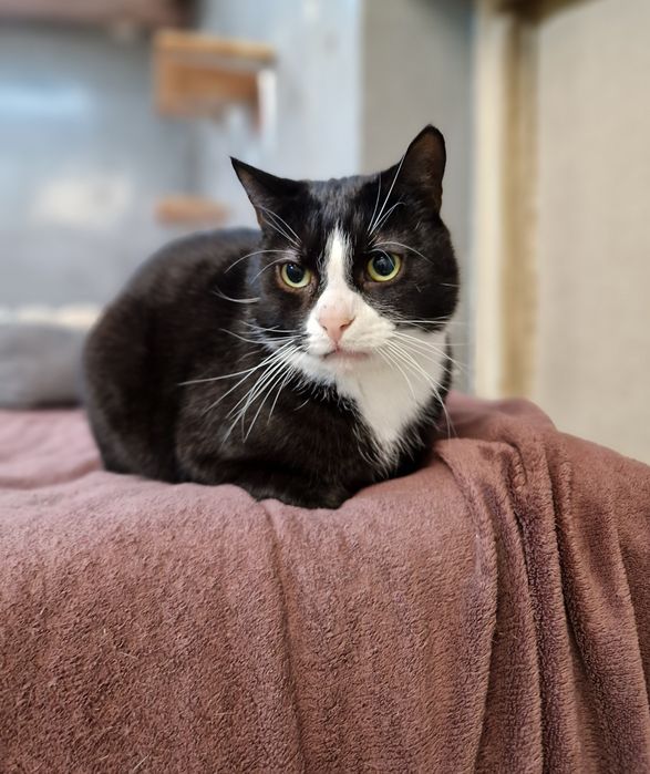 Kirys 4 letni kocurek