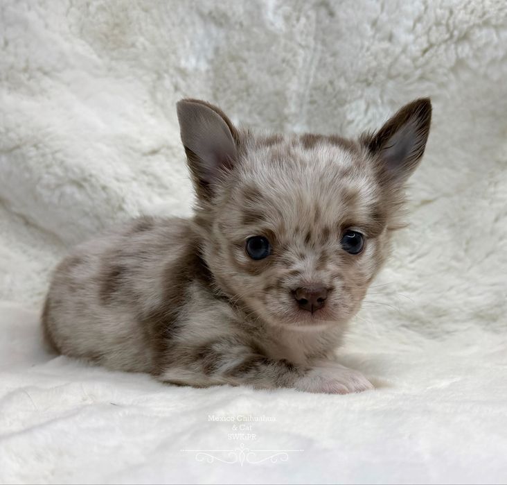 Piesek chihuahua merle długowłosy