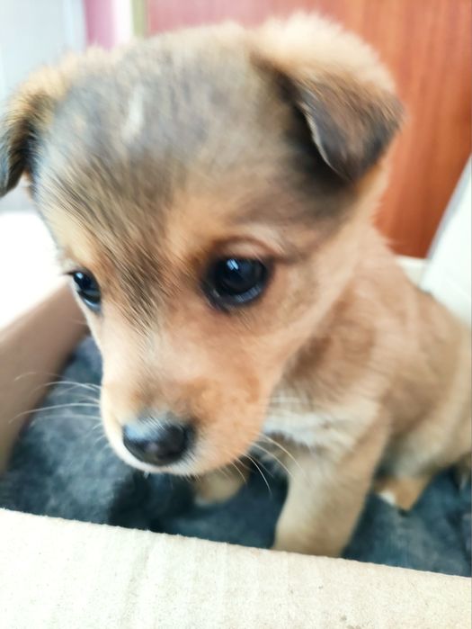 Маленьке серце шукає дім