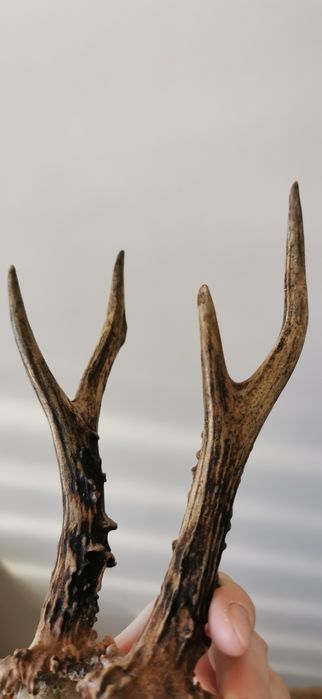 Parostki czaszka kozła naturalna czaszka