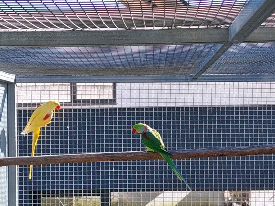 Alexandrino/ino 2023