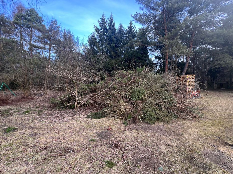 Oddam gałęzie za darmo