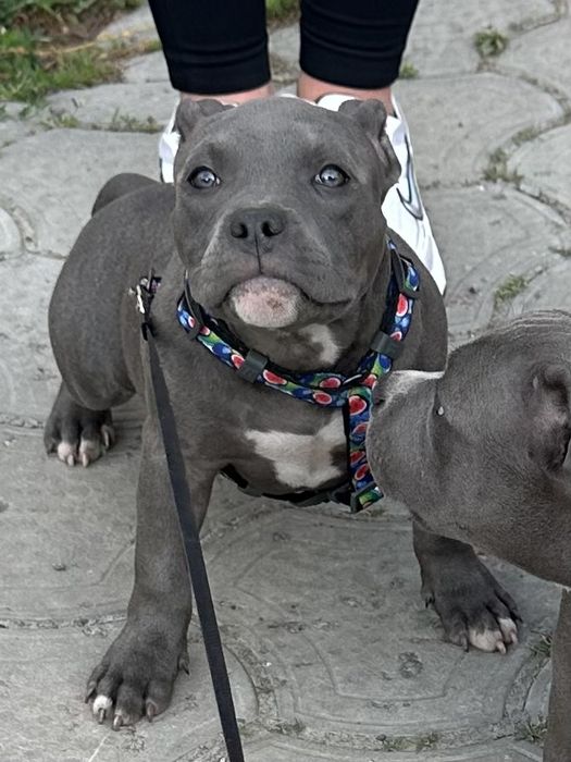 Девочки AM BULLY