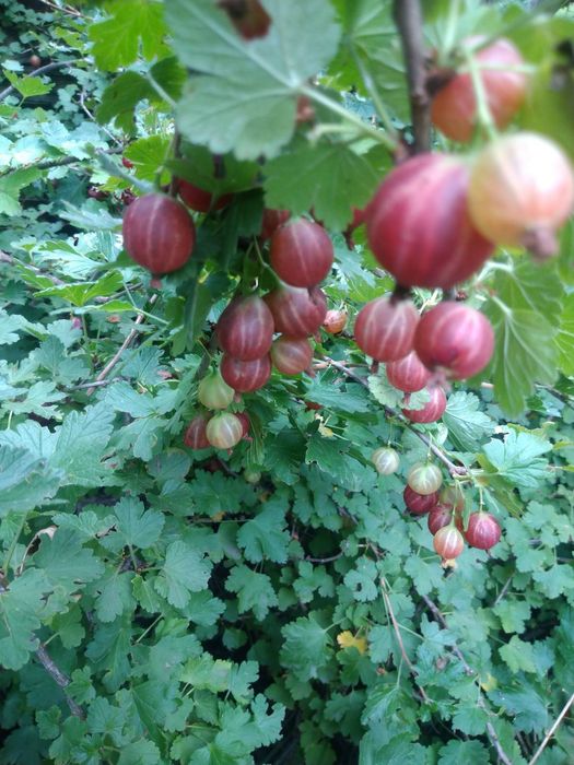 Садовые и комнатные растения