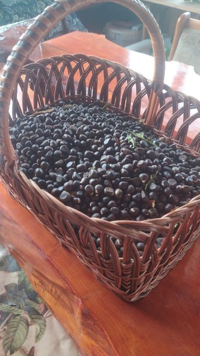 Чекалкин орех, семена