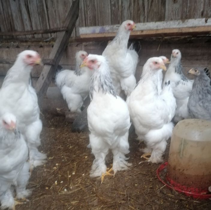 Продам півників  брама