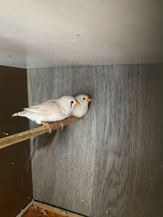 Mandarins novinhos