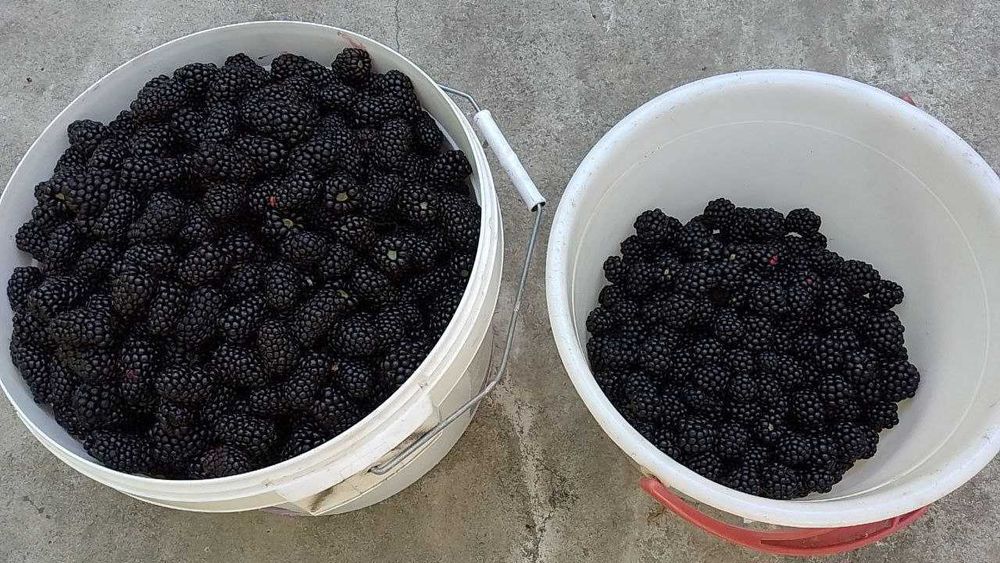 Ежевика безшипная ранняя саженцы