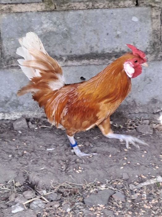 Kogut bantamki..