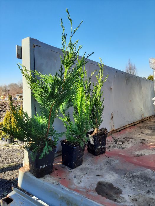 Cyprysowiec Leylanda, Cupressocyparis leylandii