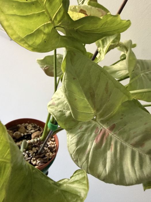 Syngonium variados ( milk confetti, mojito, albo, 3 kings, batik…)