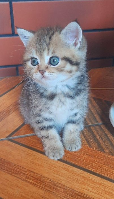 Маленька красунечка