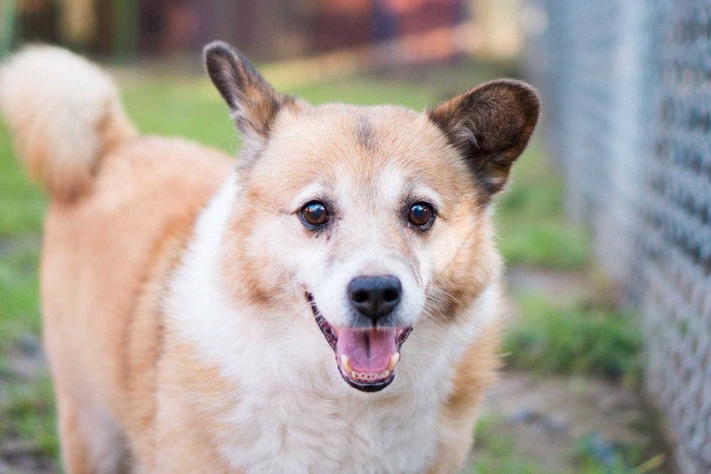 7 letni Bercik do adopcji!