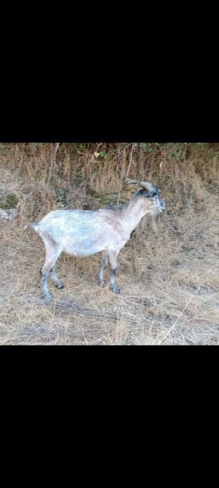 Ovelhas e chibo para chafana
