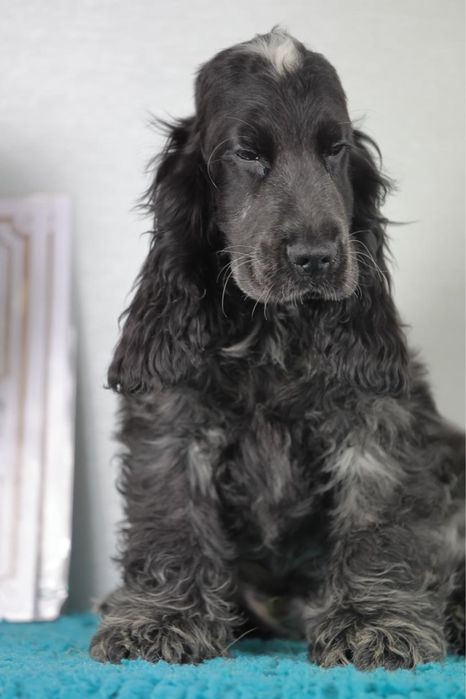 Кокер спаніель англійській