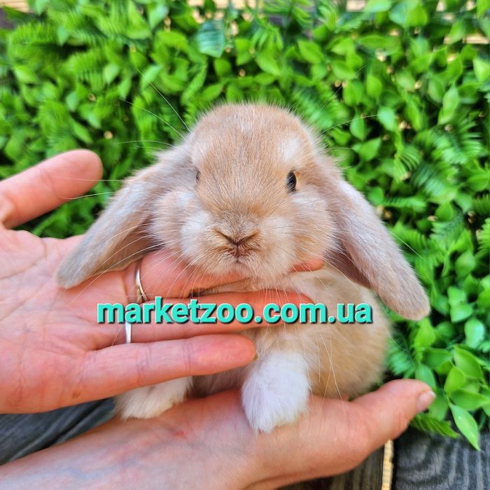 Карликовые мини мiнi mini lop holland кролики крольчата