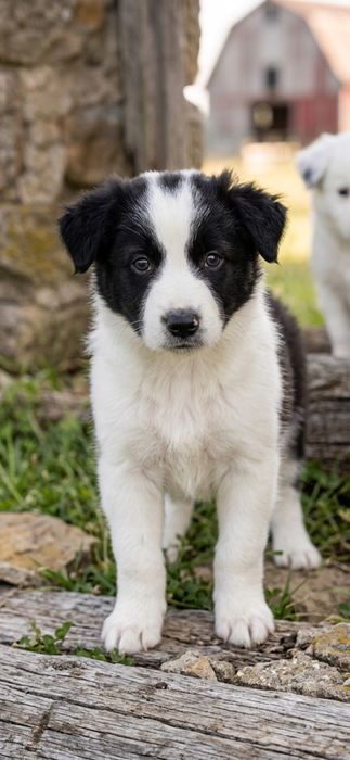 Border Collie TOP