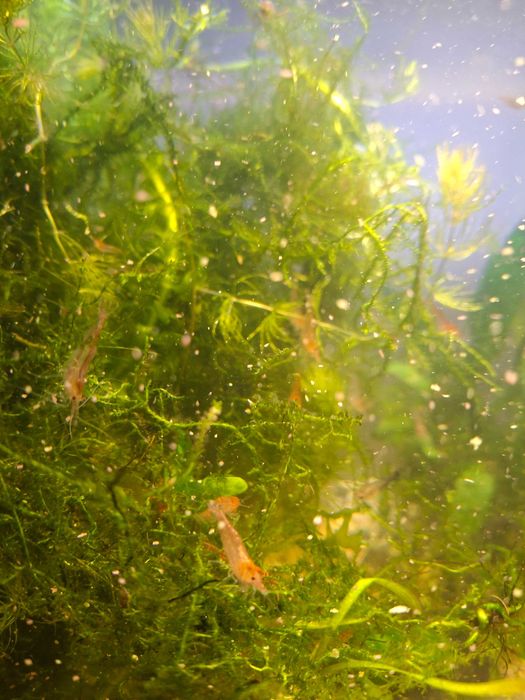 Krewetki akwariowe glupiki male