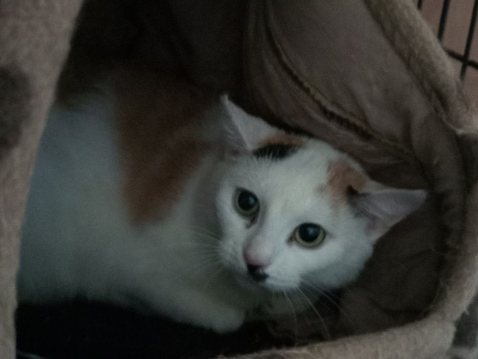 Piękna kotka Jesień czeka na dom