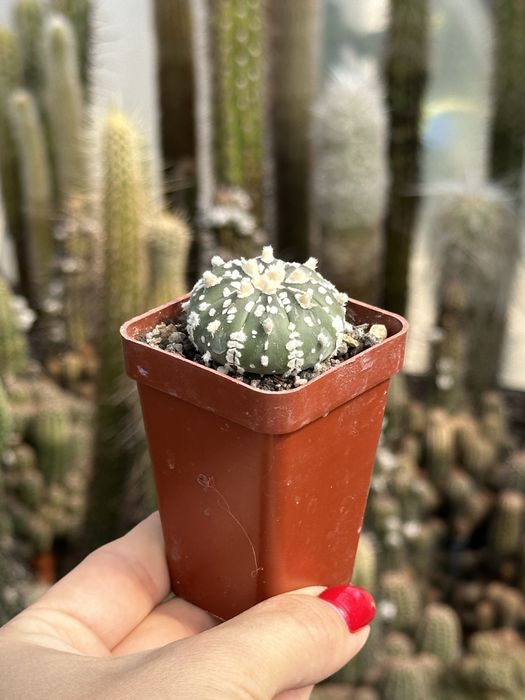Кактус Астрофітум супер кабуто Astrophytum Asterias Super Kabuto