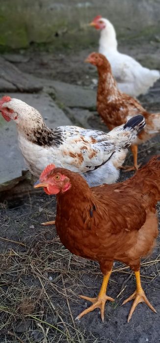 Продам домашних курчат