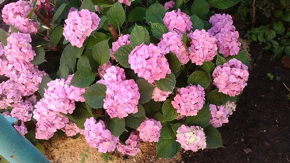 Гортензия крупнолистовая разных цветов морозостойкая