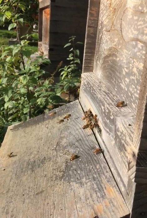 Pszczoły, rodziny pszczele na ramkach wielkopolskich