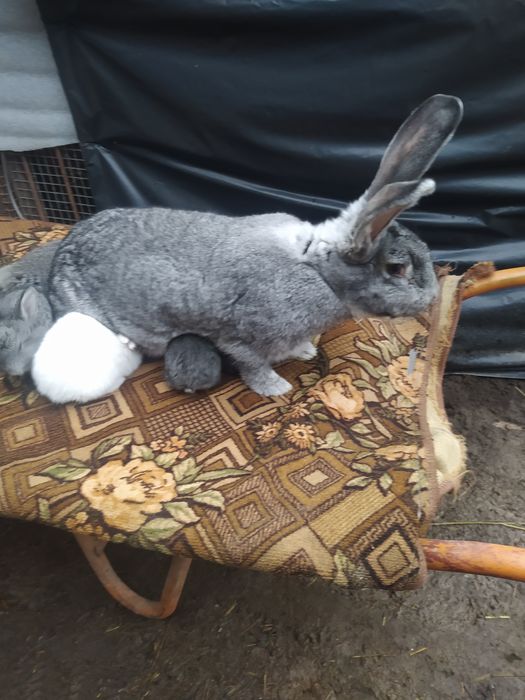 Кролі Бельгійський Велетень