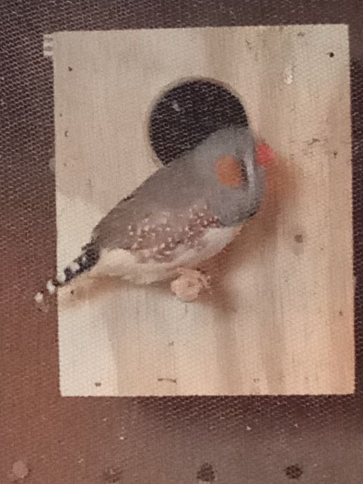 Mandarins de porte grande