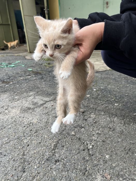 Віддам котеня, 1,5 місяці