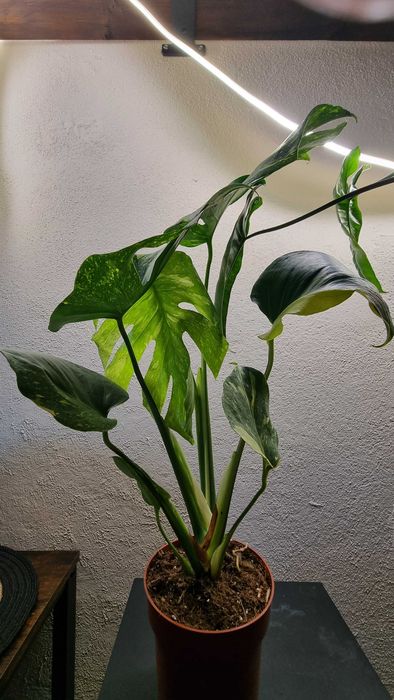 Monstera Elektrolight 55cm
