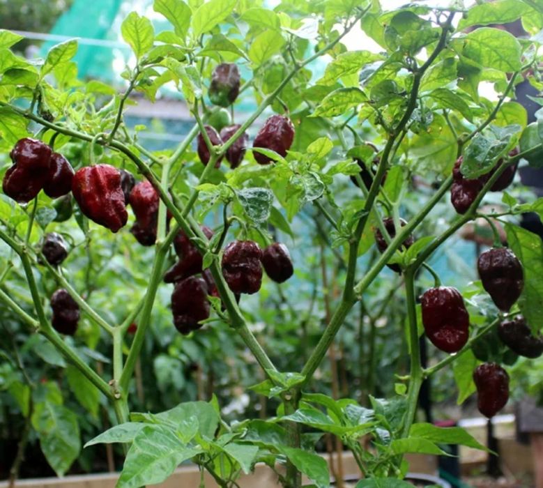 Novas adições: pimentas/ chilli peppers/ "malaguetas"