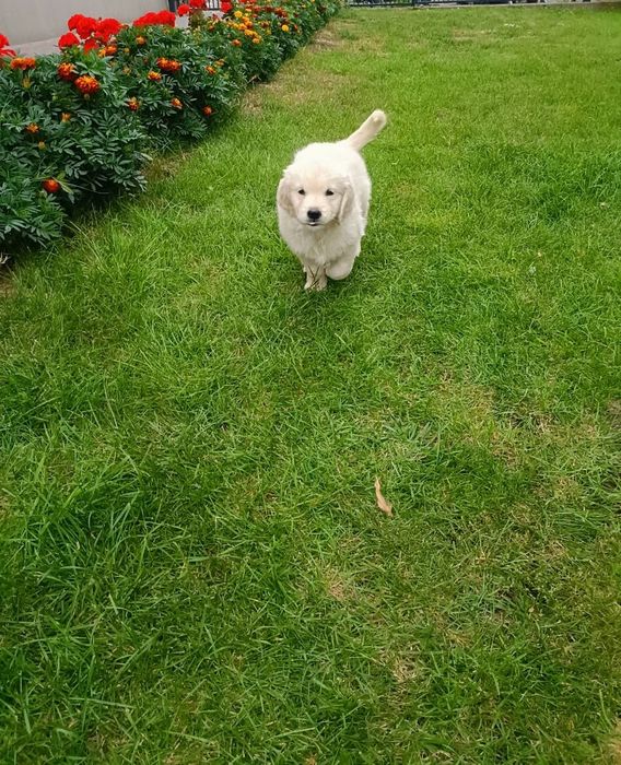 Szczenię Golden Retriever