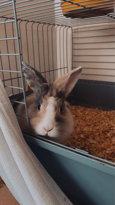 Coelhinha para venda