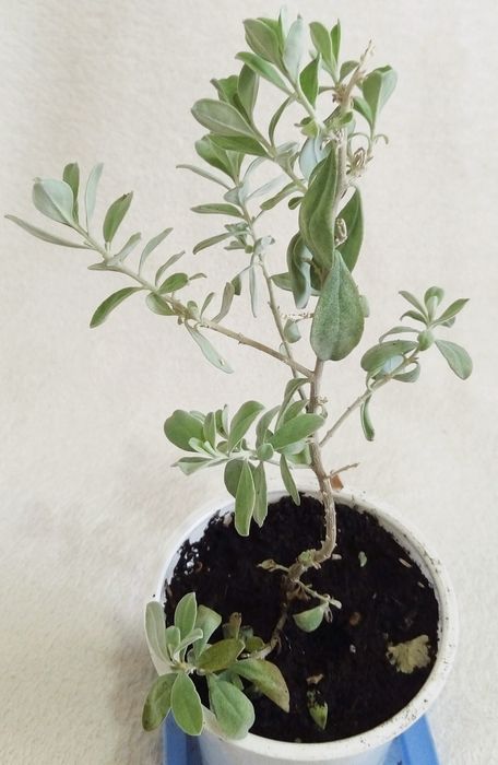 Леукофиллум кустарниковый