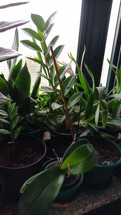 Vasos de espadas de são Jorge