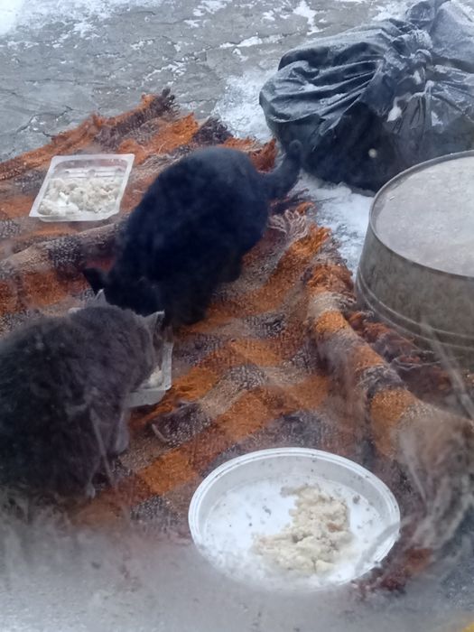 Прийму  корм для кошенят безкоштовно