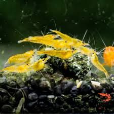 GB Krewetka Pomarańczowa - Orange