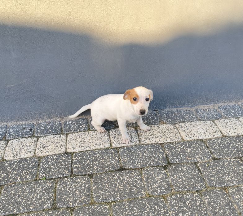 Jack russell terrier