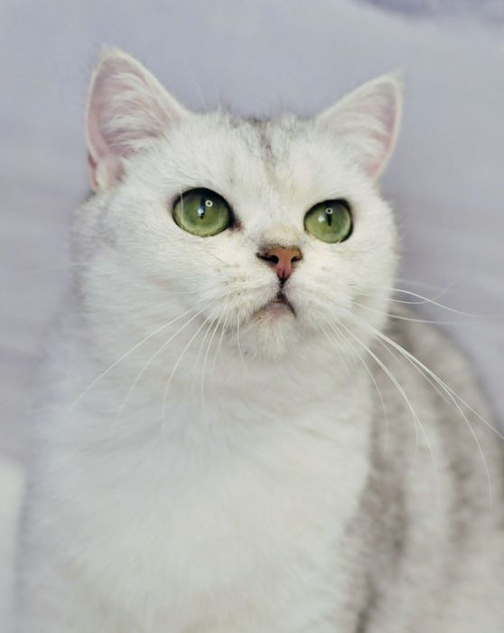 Британська сріьна дівчинка