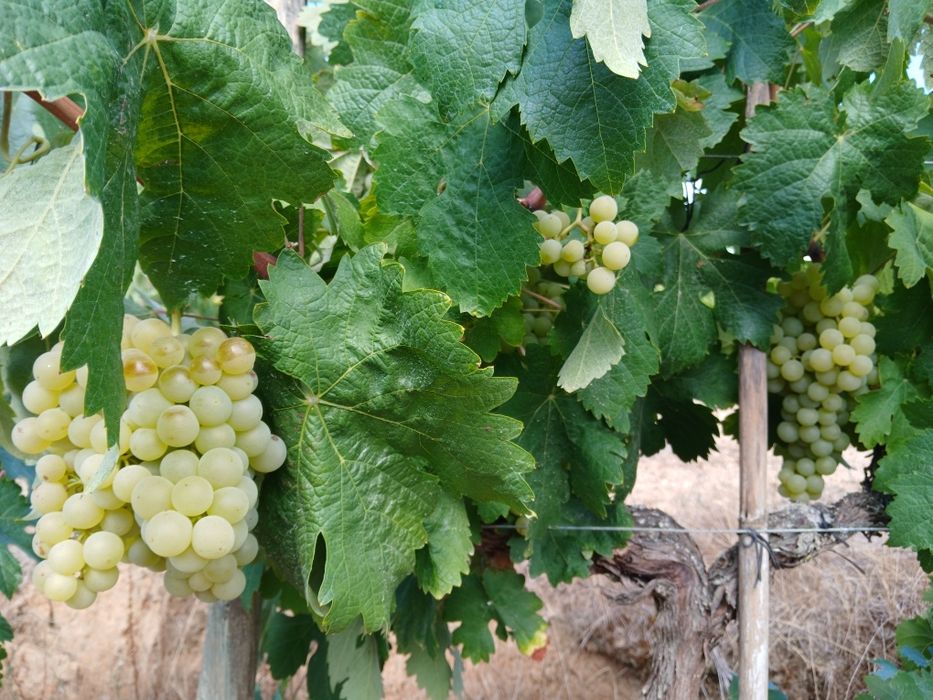 Vendo uvas brancas para vinho