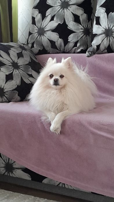 Померанський шпіц шукає наречену для в'язки