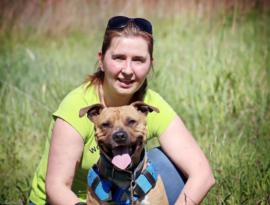 Kochany Pittbul Roki szuka domu na zawsze