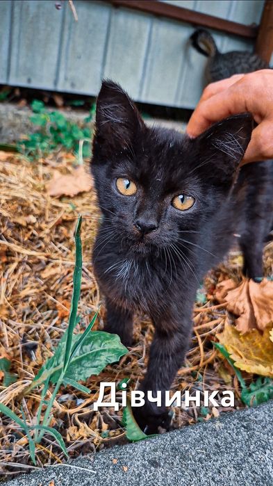 Кошенята безкоштовно