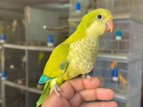 Varias aves disponível