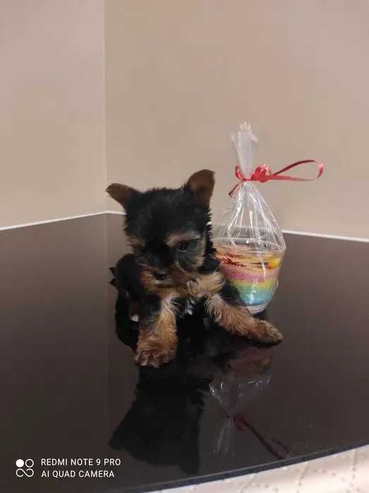 Yorkshire Terrier XXXXXS Książe:) MIKRO PIESEK