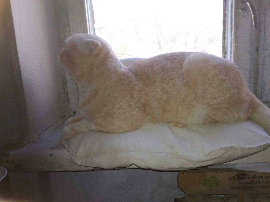 Шотландский вислоухий кот редкого окраса на вязку