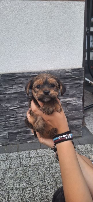 York terrier chłopczyk