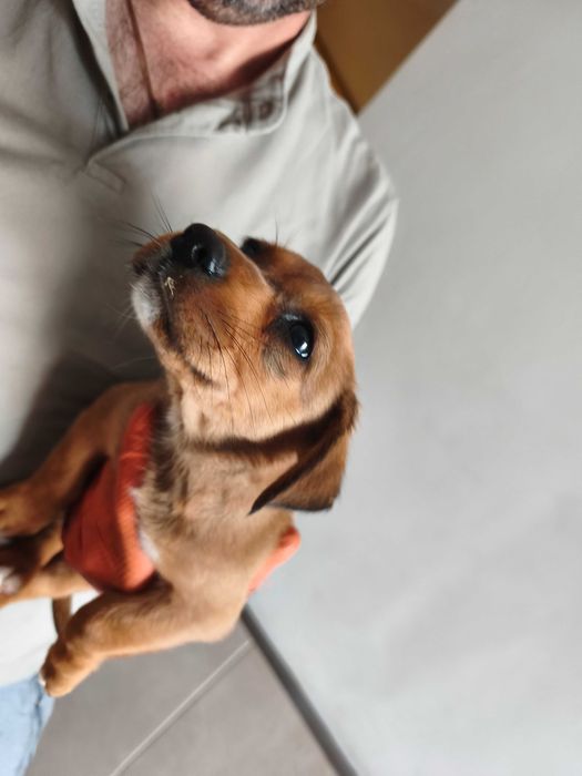 Cachorrinho macho